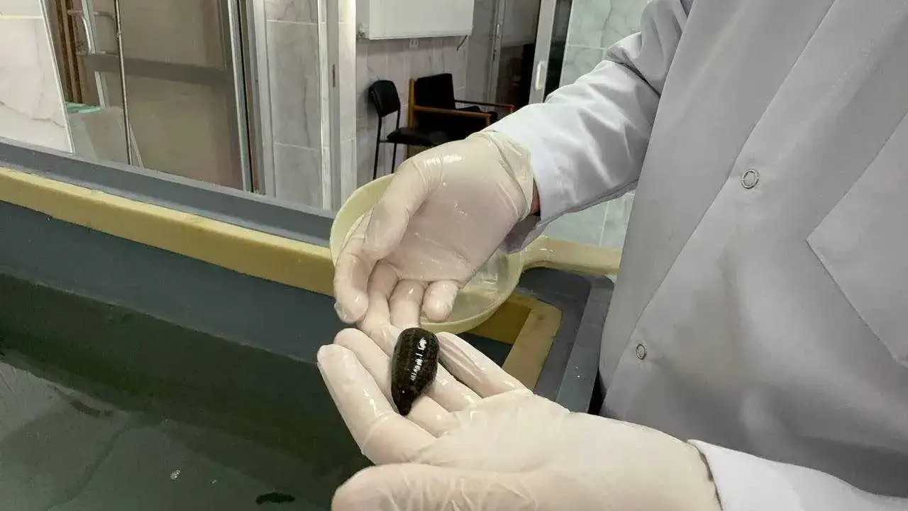 Türkiye’nin Tıbbi Sülük Üssü Eğirdir’de: Dünyaya Örnek Oluyor! 5